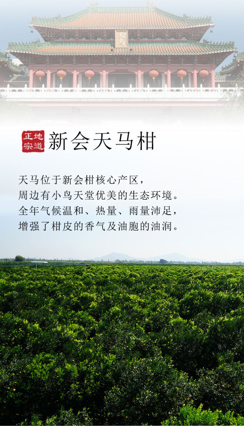 十年新会陈皮陈皮干老陈皮泡茶茶礼出厂价新会陈皮