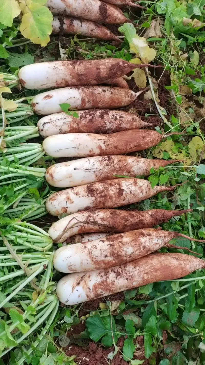 【萝卜】精品白萝卜现挖现发量大从优可视频看货