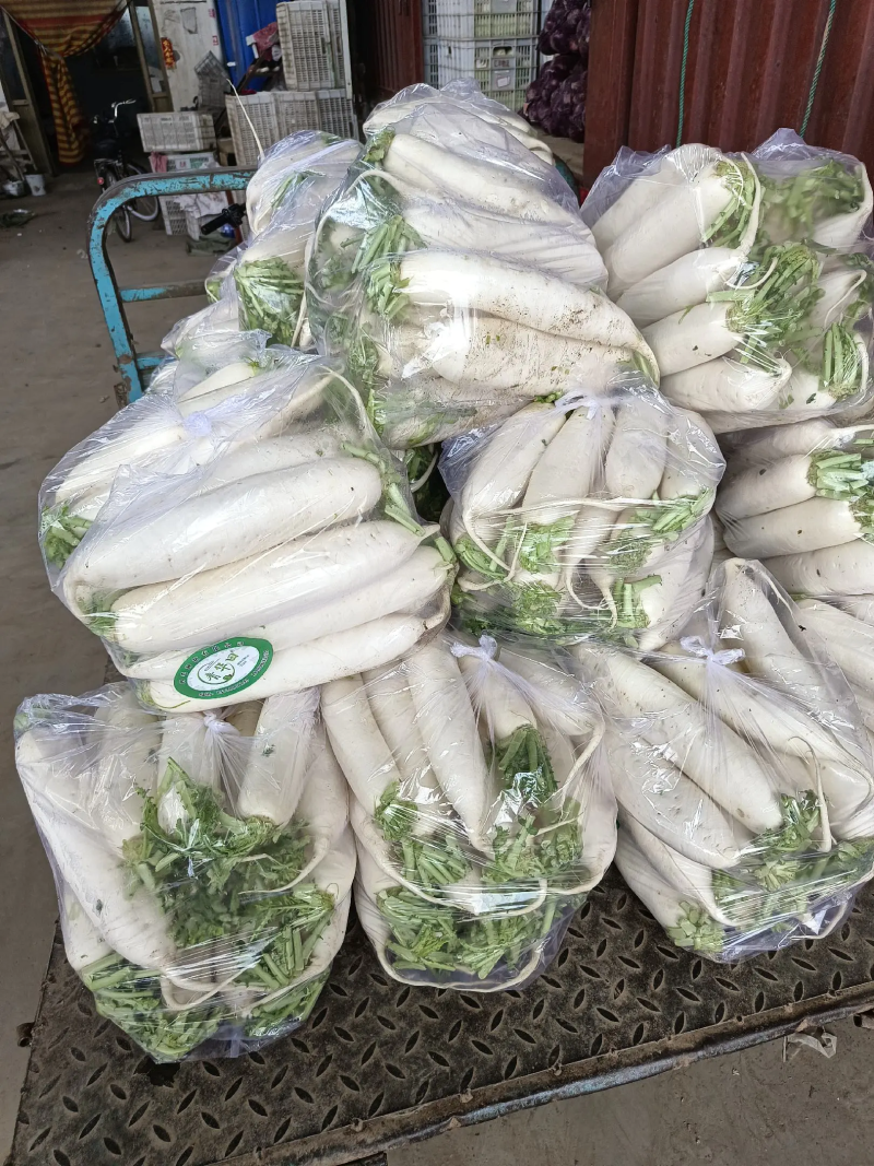 【萝卜】精品白萝卜现挖现发量大从优可视频看货