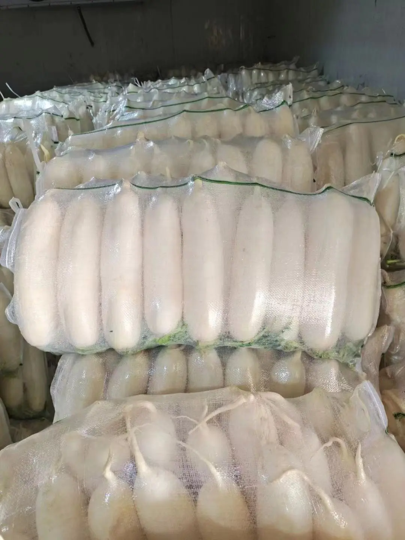 【萝卜】精品白萝卜现挖现发量大从优可视频看货