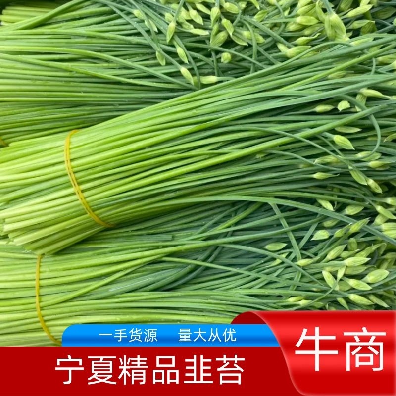 精品韭苔宁夏银川一手货源量大从优欢迎来电洽谈合作