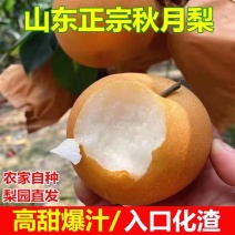 【精品推荐】秋月梨基地直发万亩梨园一手货源价低货足欢迎洽谈