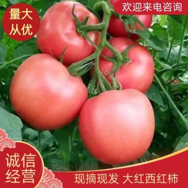 精品大红西红柿粉红西红柿基地直供一手货源品质保证欢迎采购