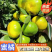 蜜橘🍊成熟无核蜜橘皮薄个大挂树鲜果入口即化一手货