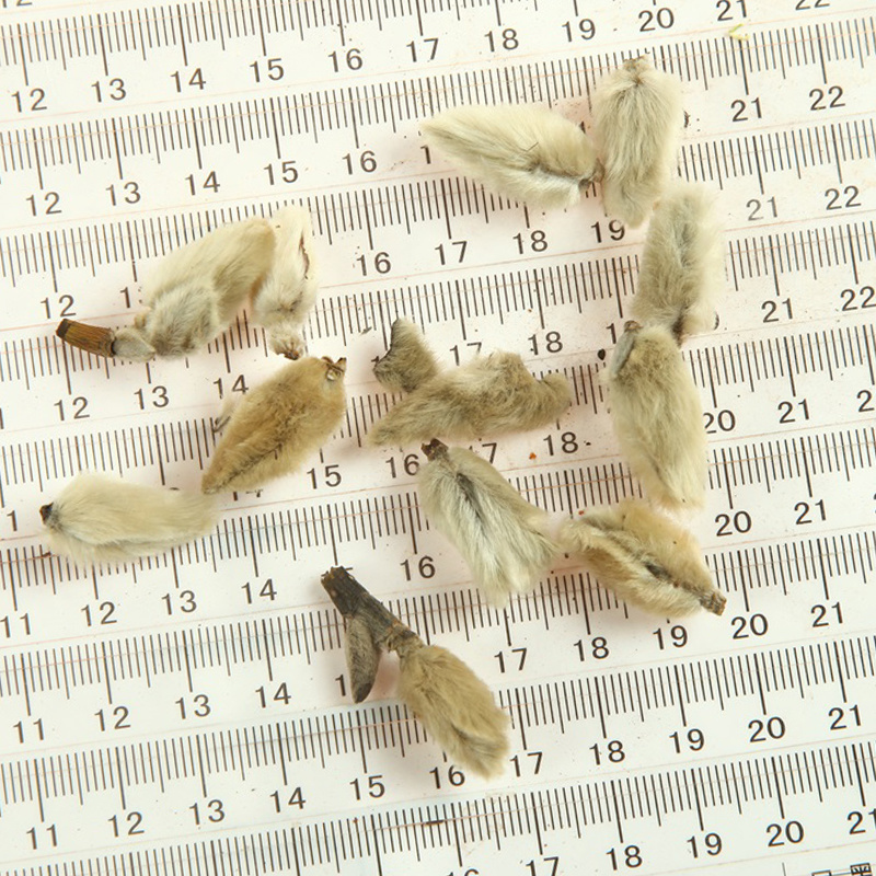 辛夷花中药材辛夷实物拍摄欢迎选购