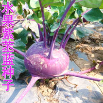 紫苤蓝种子青丕蓝疙瘩春秋季菜种蔬菜种籽抗病强