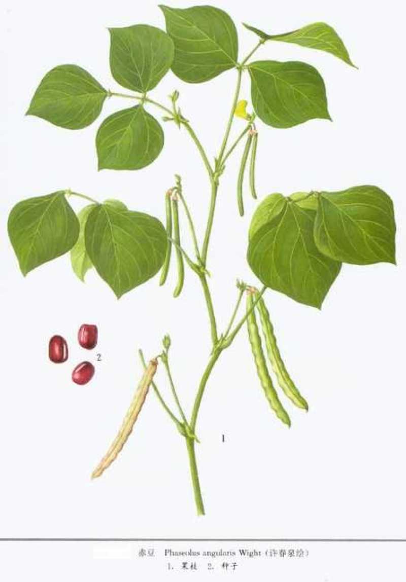 赤小豆2斤起批中药材赤小豆中药材大全欢迎选购