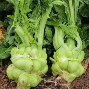 大头榨菜种子腌制咸菜嫩脆榨菜种子特大光头芥菜籽春秋冬