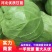 【来电优惠】优质圆包菜甘蓝无虫眼可对接市场电商商超货多