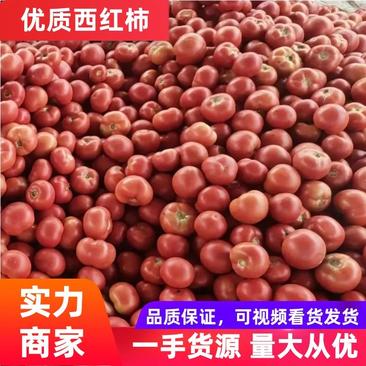【优质】大红西红柿沙瓤多汁爽口对接市场电商商超