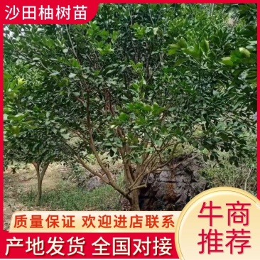 柚子树，沙田柚树，断根苗，高度3.5米，冠3米，欢迎来电咨