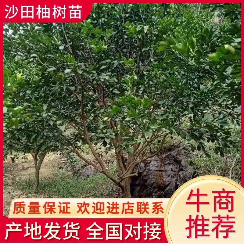 柚子树，沙田柚树，断根苗，高度3.5米，冠3米，欢迎来电咨