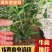 满天星皇冠，高度25，全国发货，质量保证，欢迎进店联系
