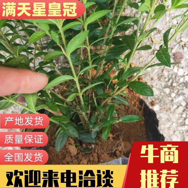 满天星皇冠，高度25，全国发货，质量保证，欢迎进店联系