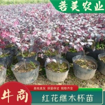精品红花继木苗，大杯，小杯，规格齐全，基地直发