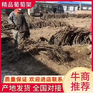 【推荐】葡萄树，占地葡萄树专产地发货，现刨现挖，存活率高