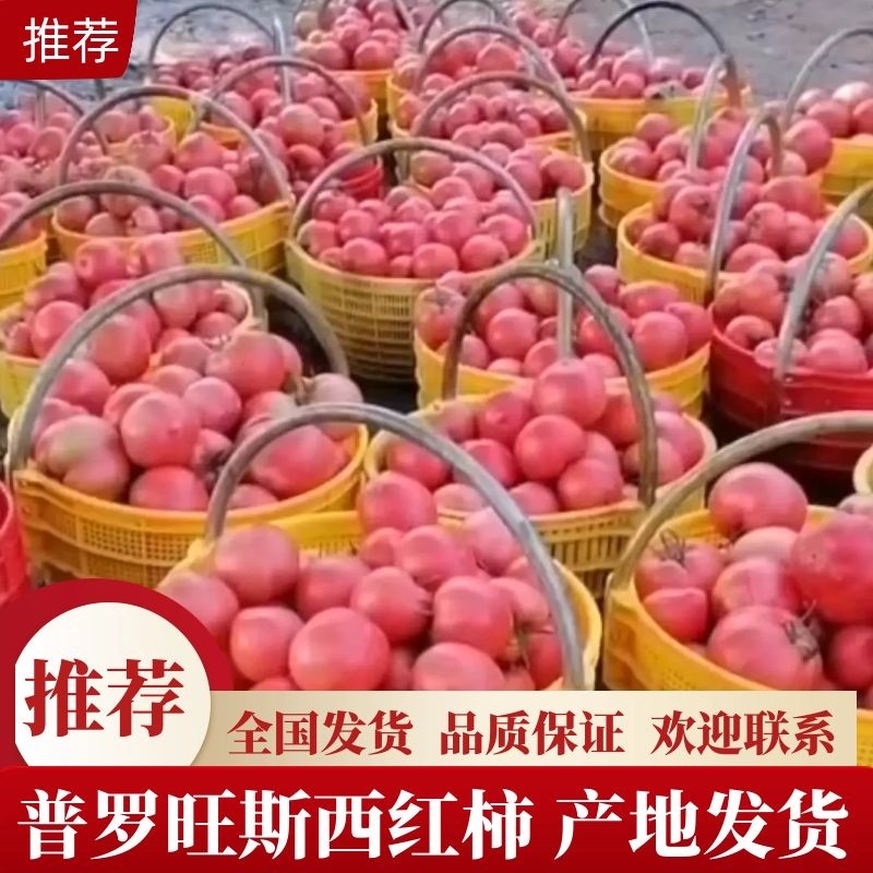 【推荐】西红柿，产地发货，欢迎进店联系