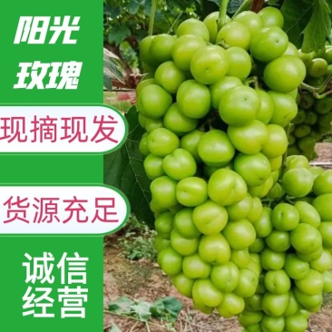 阳光玫瑰山东精品葡萄产地直供全国代发保质保量