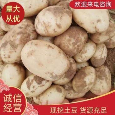 【精品推荐三优产品】陕北定边县纯沙地稀森6号
