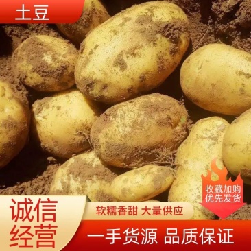 【基地直供】陕北榆林定边县土豆3两以上通货