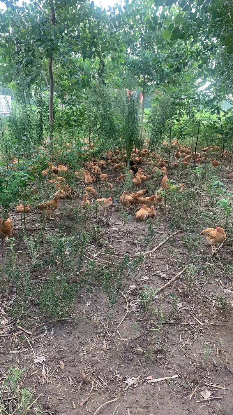 鸡蛋-草鸡蛋新鲜散养标准规格鸡蛋，高性价比！