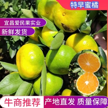 湖北枝江特早蜜橘实图实价果园看货现摘现发欢迎实地考察诚信