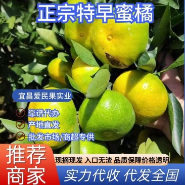 早熟蜜橘，实图实价，果园看货，现摘现，诚信为本，欢迎来电