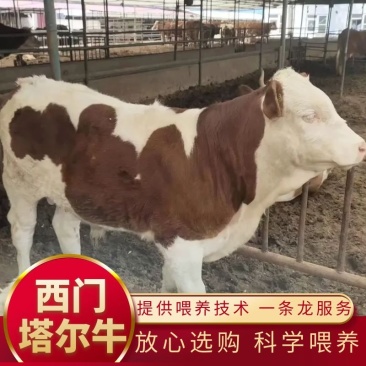 活牛西门塔尔大母牛厂家发货欢迎采购质量保证