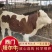 活牛西门塔尔大母牛厂家发货欢迎采购质量保证