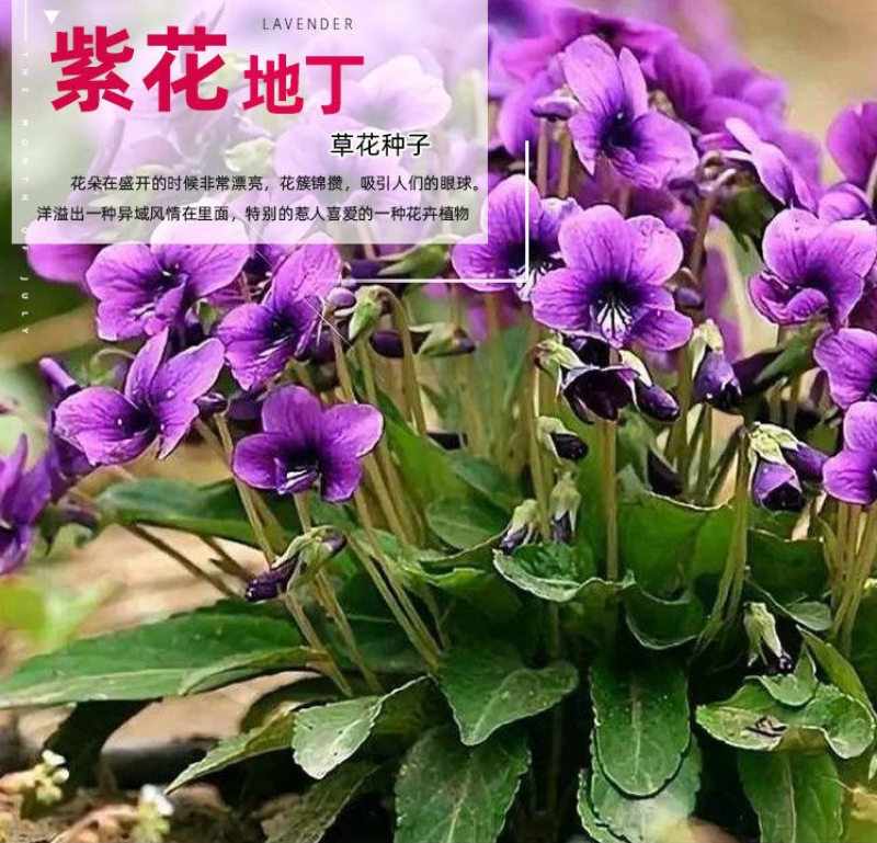 紫花地丁种子中材种子新采地丁籽紫堇地丁花卉种子庭院阳