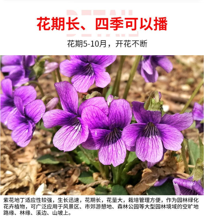 紫花地丁种子中材种子新采地丁籽紫堇地丁花卉种子庭院阳