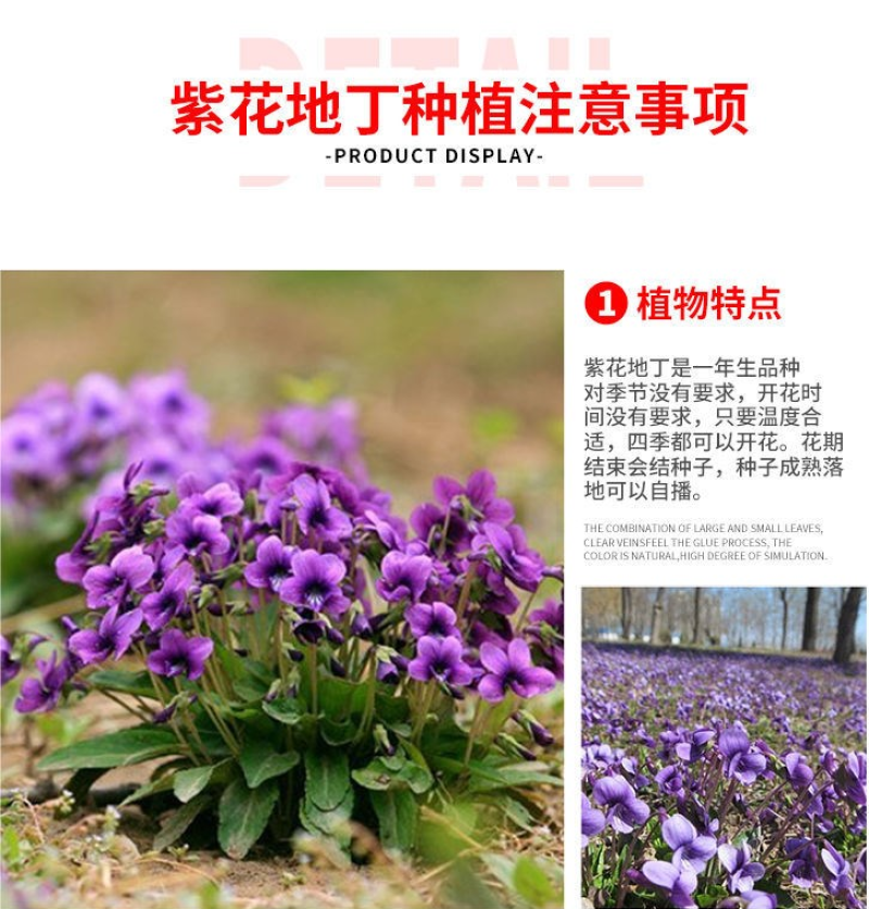 紫花地丁种子中材种子新采地丁籽紫堇地丁花卉种子庭院阳