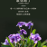 紫花地丁种子中材种子新采地丁籽紫堇地丁花卉种子庭院阳