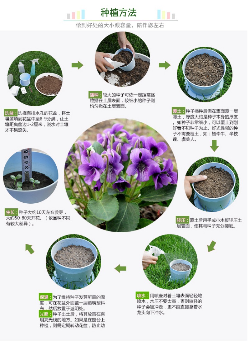 紫花地丁种子中材种子新采地丁籽紫堇地丁花卉种子庭院阳