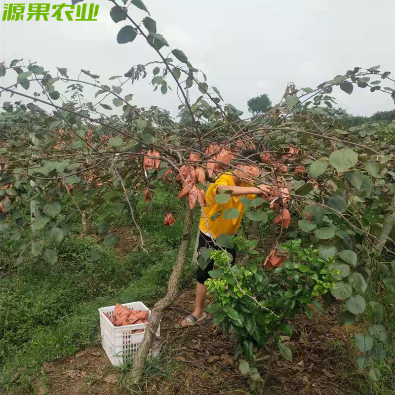 一件代发白肉黄心奇异果蒲江金艳猕猴桃
