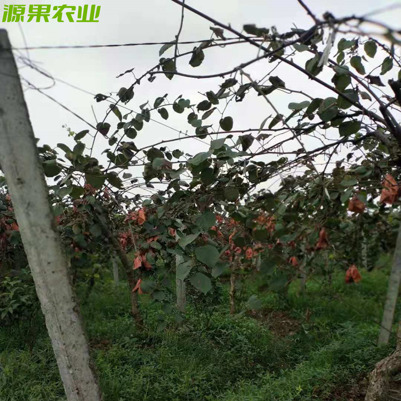 一件代发白肉黄心奇异果蒲江金艳猕猴桃