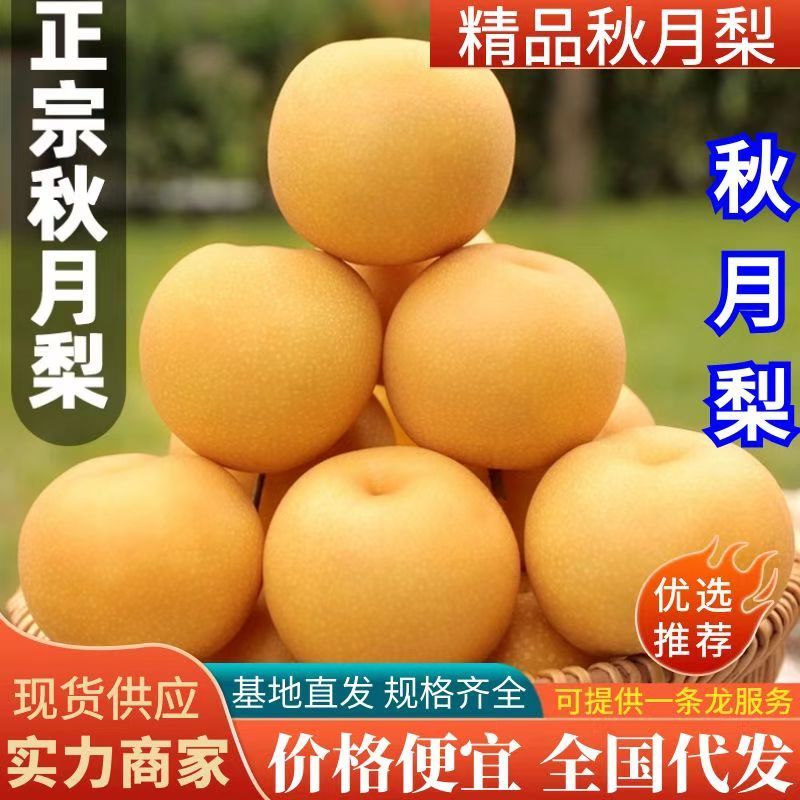 精品秋月梨，礼盒包装！对接电商平台，各大水果交易市场