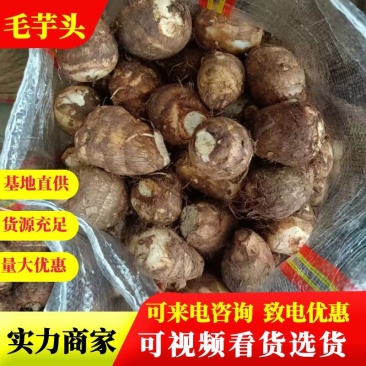 山东毛芋头，精品芋头，实力商家，产地直供，一手货源