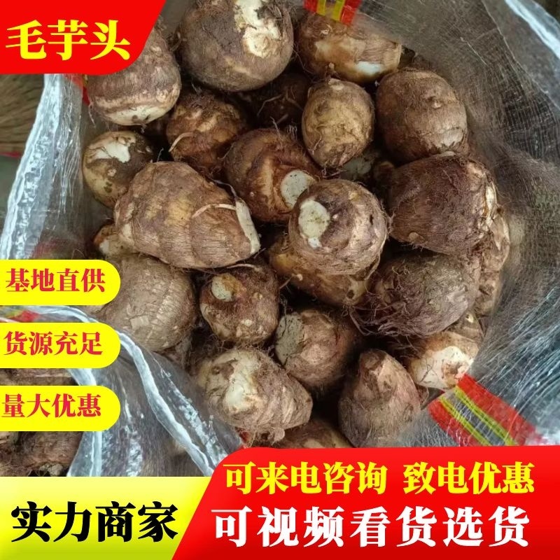 山东毛芋头，精品芋头，实力商家，产地直供，一手货源