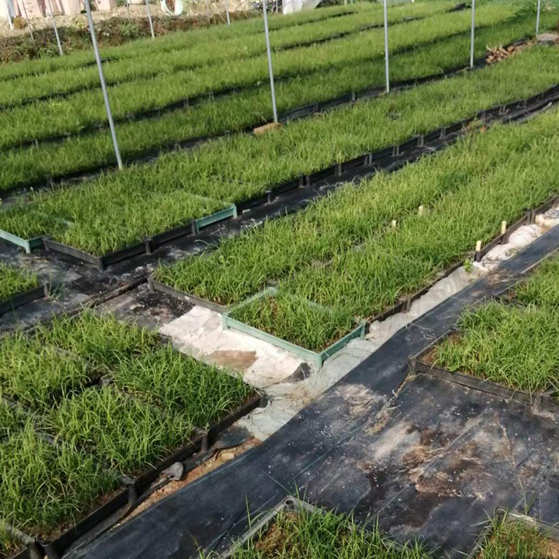 酒瓶兰批发象腿树桌面迷你微型酒瓶兰苗苔藓球植物