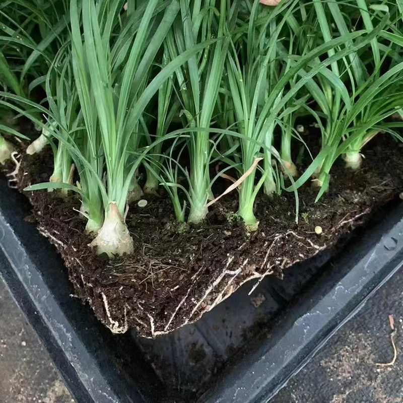 酒瓶兰批发象腿树桌面迷你微型酒瓶兰苗苔藓球植物