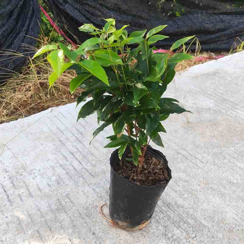 四季树葡萄嘉宝果沙巴艾斯卡福冈早生品种庭院阳台盆栽