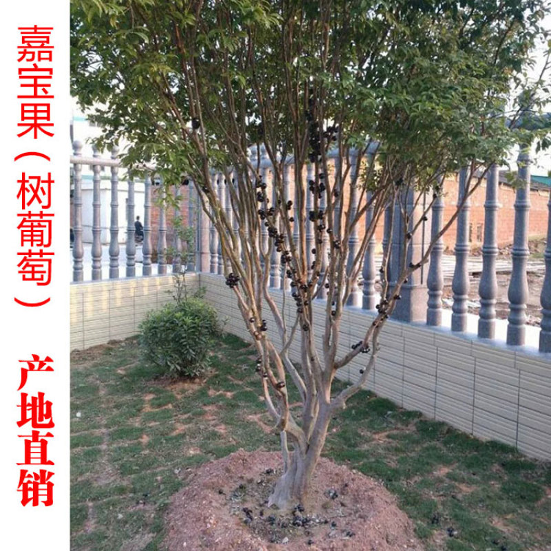 四季树葡萄嘉宝果沙巴艾斯卡福冈早生品种庭院阳台盆栽