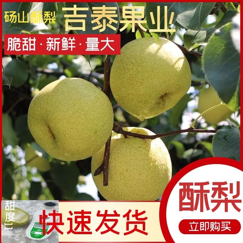 【精选货源】砀山酥梨诚信经营质量保证基地供货市场电商