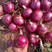 东京紫玉洋葱种子早熟球型抗抽紫红色洋葱种子进口高产抗分蘖