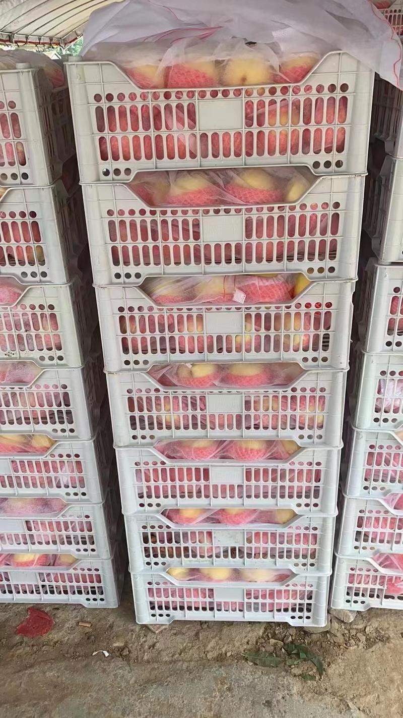 （基地直发）精品黄桃大量上市货源充足对接批发市场商超