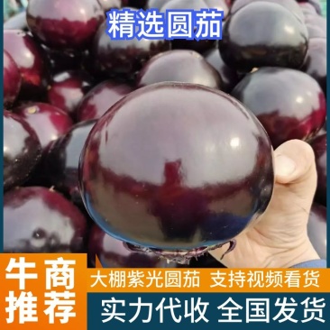 【实力】精品圆茄，电商货源充足，品质保证，代发全国