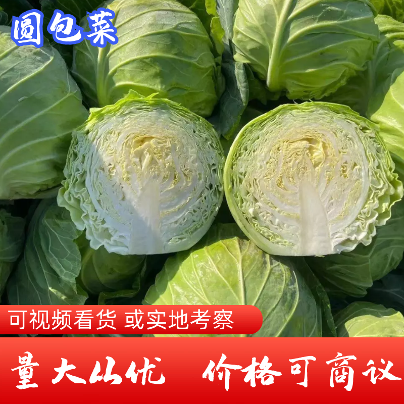 【实力商家】甘蓝精品圆包菜大量出售货源充足全国发