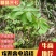 【推荐】纯野生三七，产地发货，质量保证，欢迎进店联系