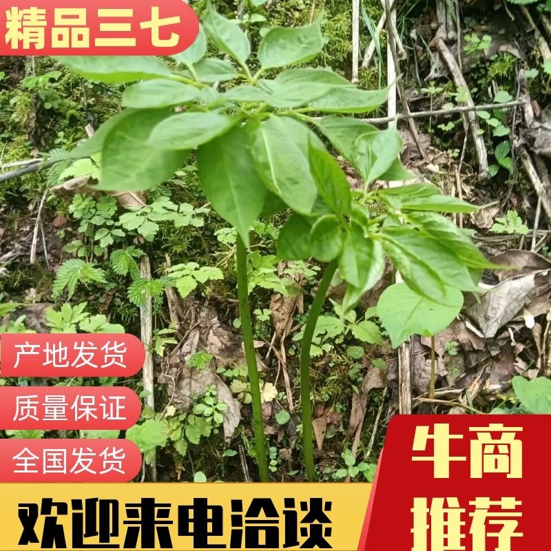 【推荐】纯野生三七，产地发货，质量保证，欢迎进店联系